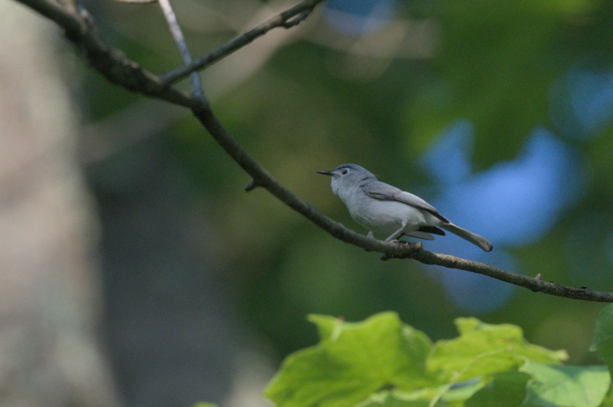 Blue-gray Gnatcatcher - ML637993771