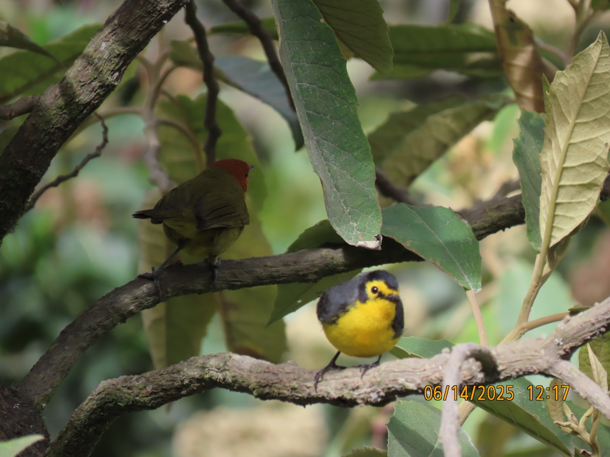 Spectacled Redstart - ML637993793