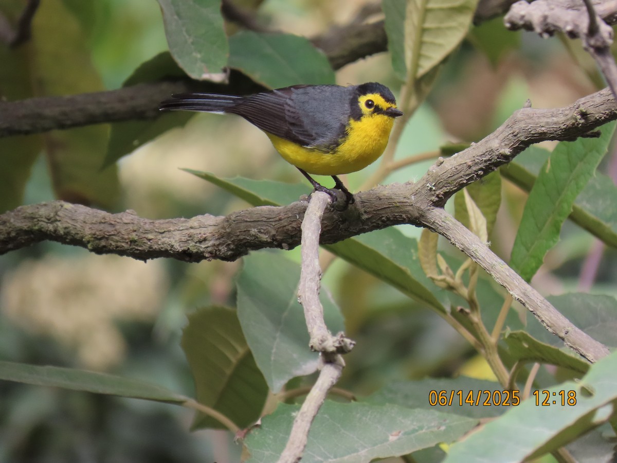 Spectacled Redstart - ML637993797