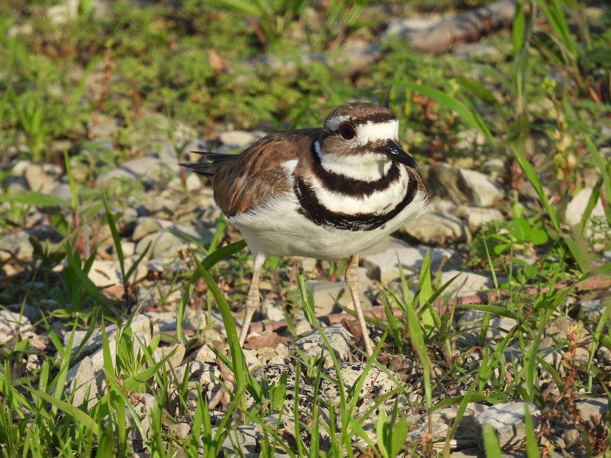 Killdeer - ML637993869