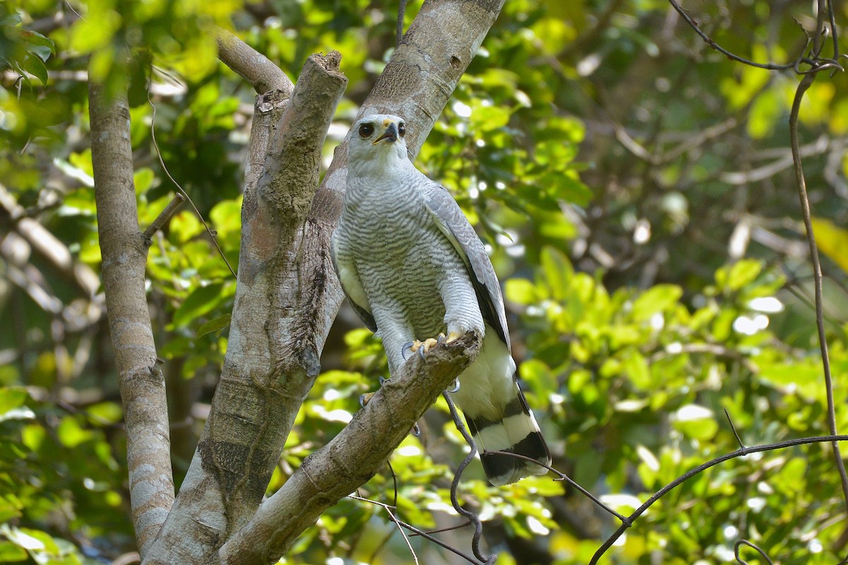 Gray-lined Hawk - ML637993875