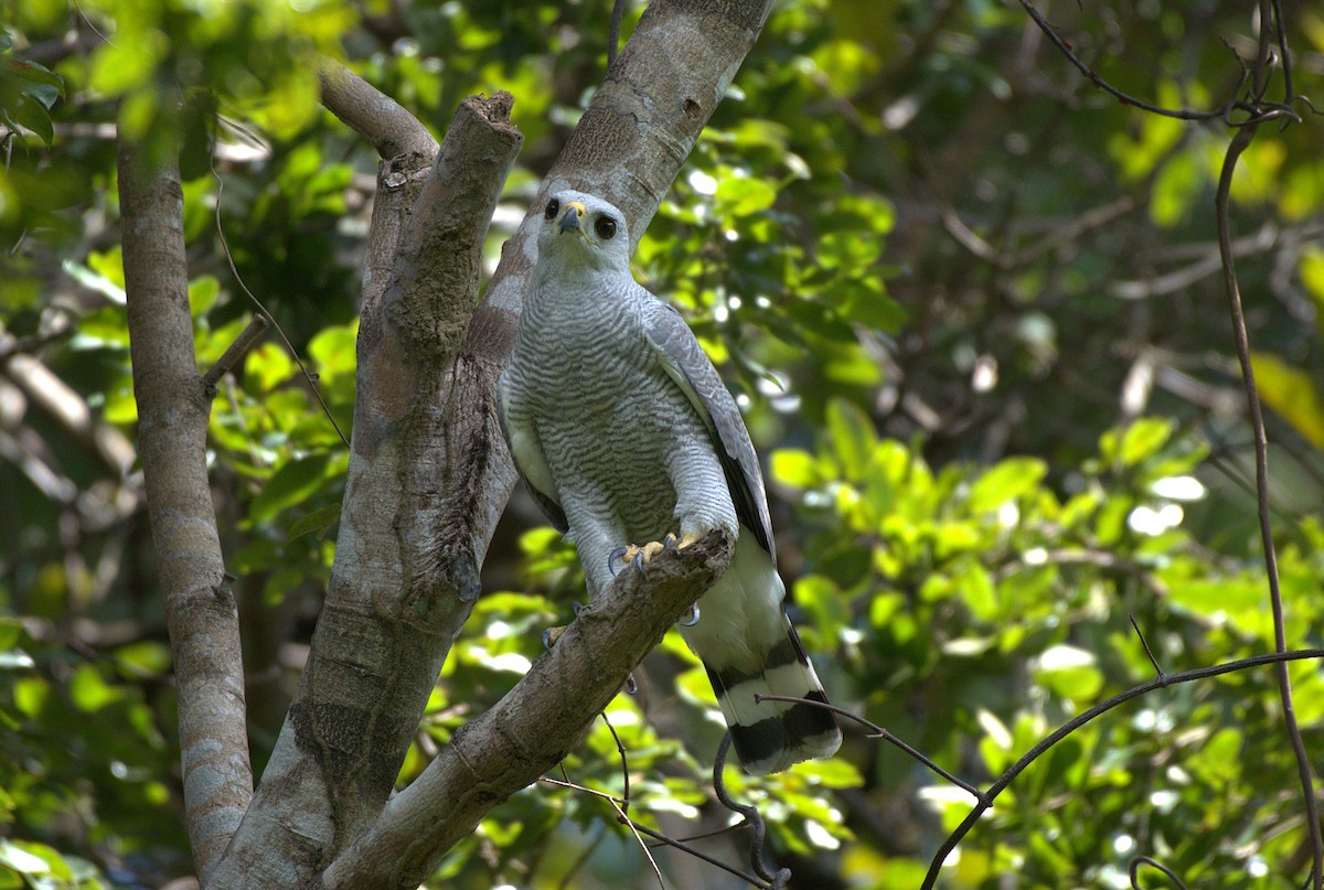 Gray-lined Hawk - ML637993876