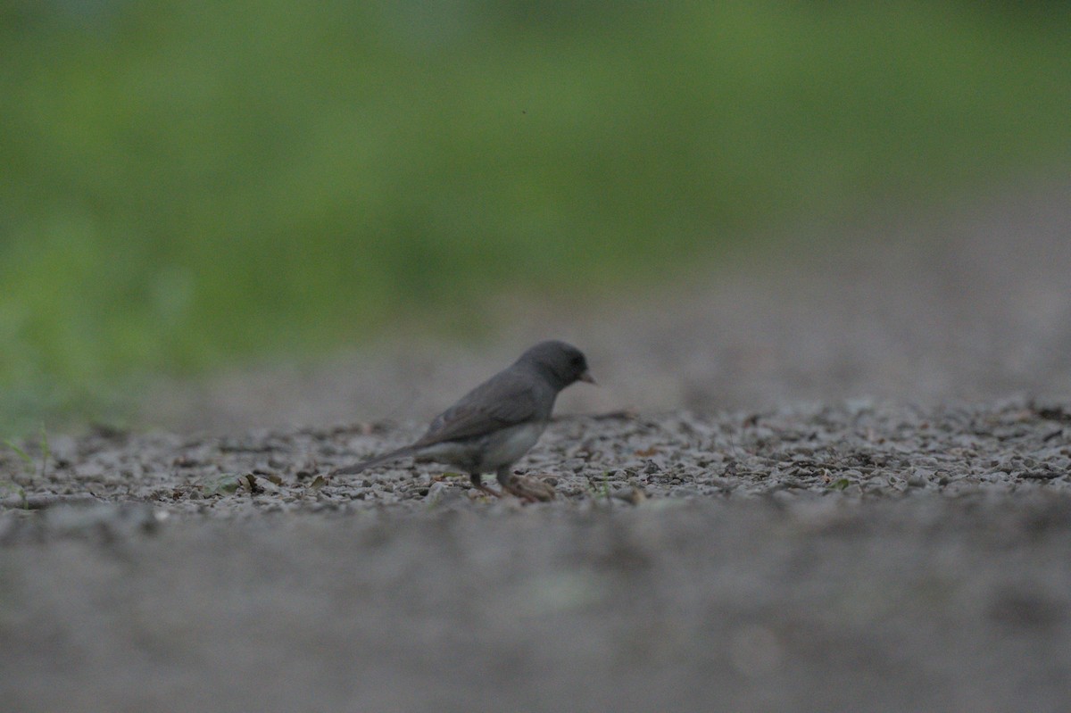Dark-eyed Junco (Slate-colored) - ML637993898