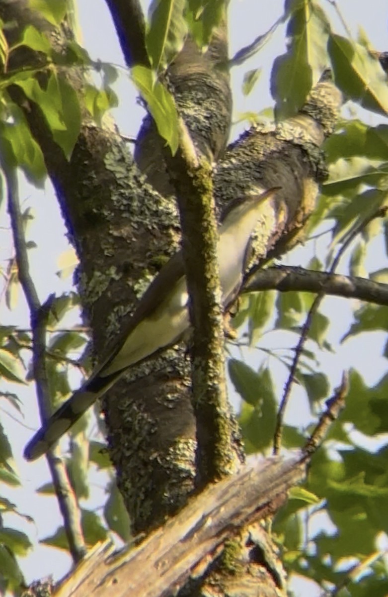Yellow-billed Cuckoo - ML637993899