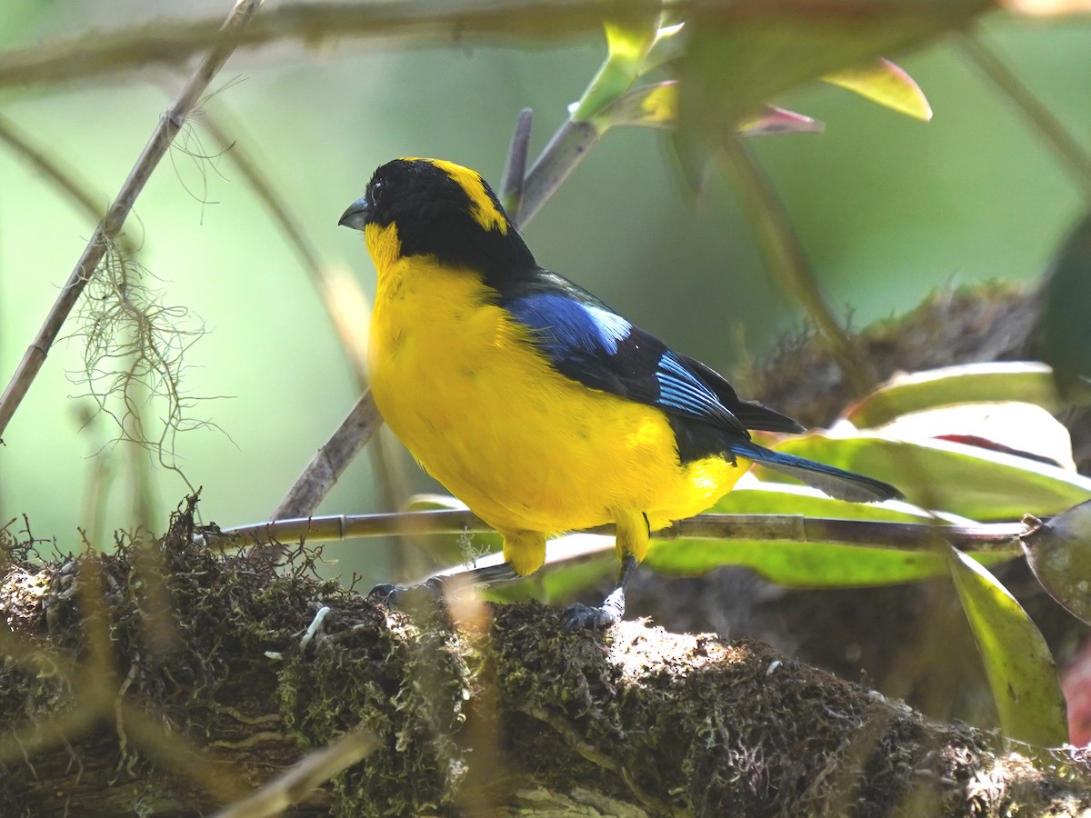 Blauflügel-Bergtangare - ML637993913