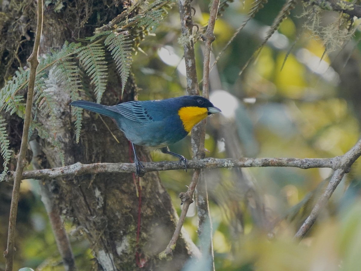 Purplish-mantled Tanager - ML637993930