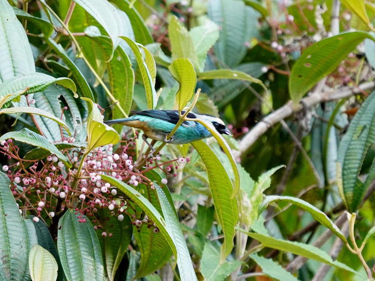 Metallic-green Tanager - ML637993977