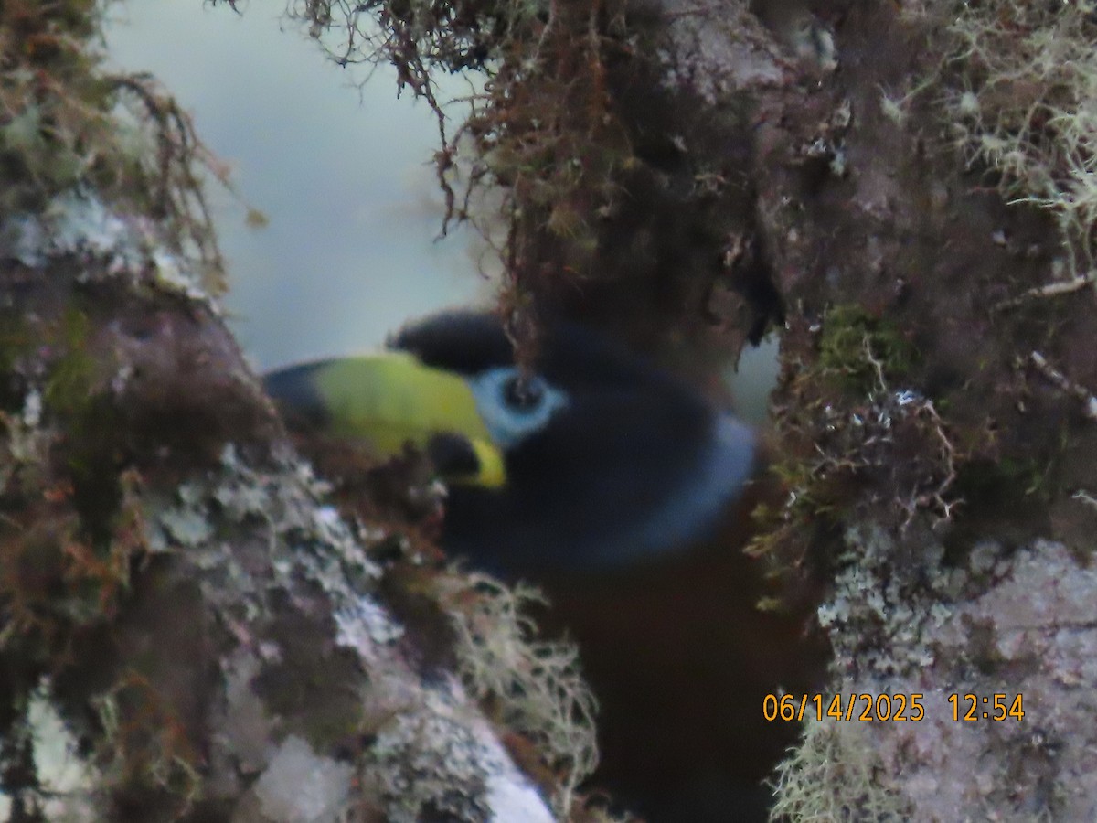 Hooded Mountain-Toucan - ML637993997