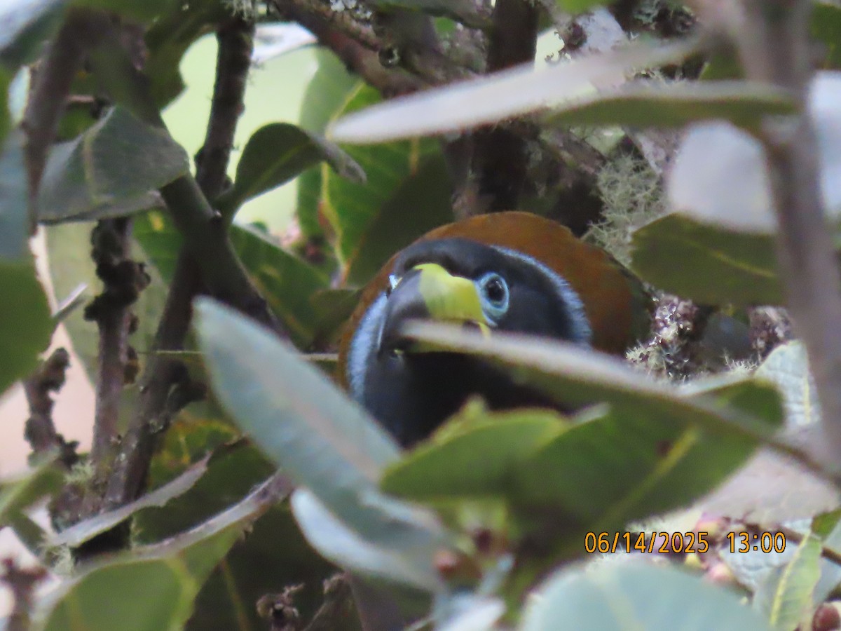 Hooded Mountain-Toucan - ML637994006