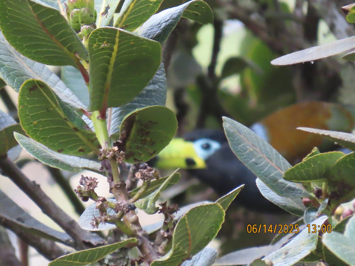 Hooded Mountain-Toucan - ML637994019
