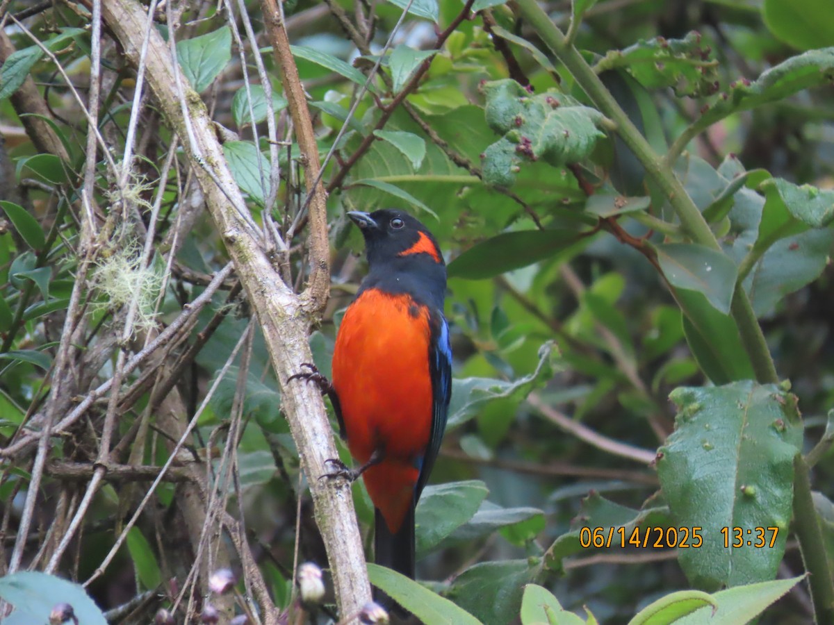 Scarlet-bellied Mountain Tanager - ML637994039