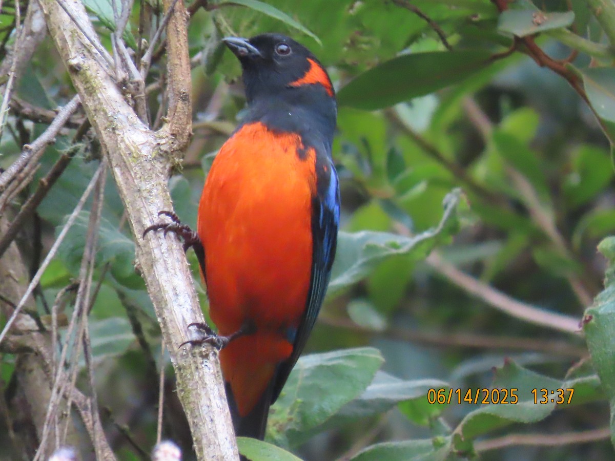 Scarlet-bellied Mountain Tanager - ML637994042