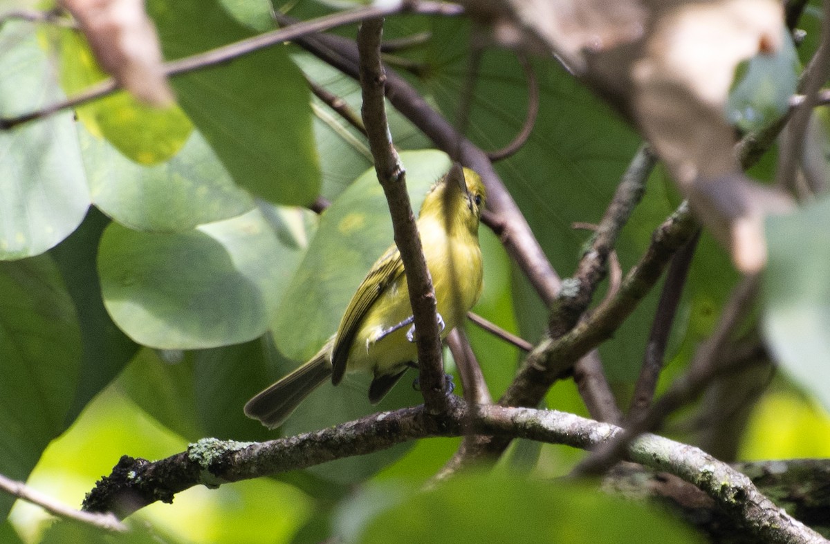 Ochre-lored Flatbill - ML637994052