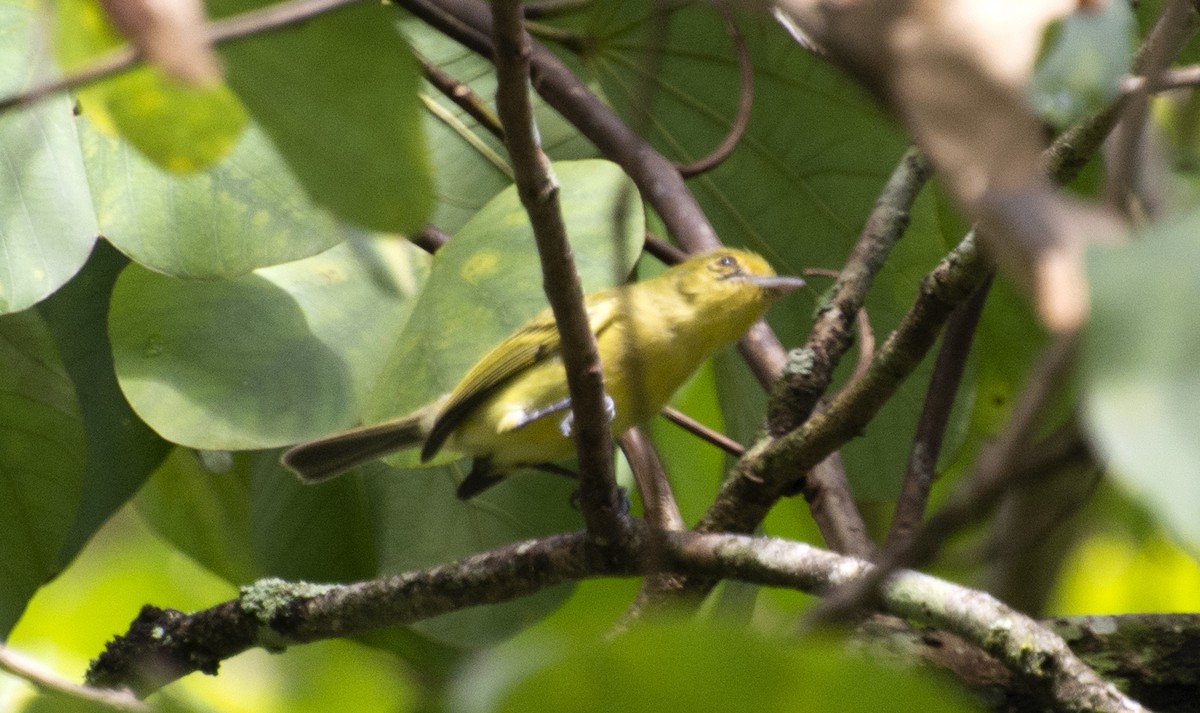 Ochre-lored Flatbill - ML637994053