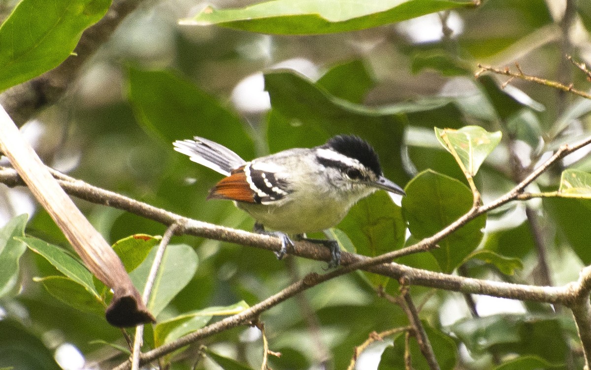 Rusty-winged Antwren - ML637994102