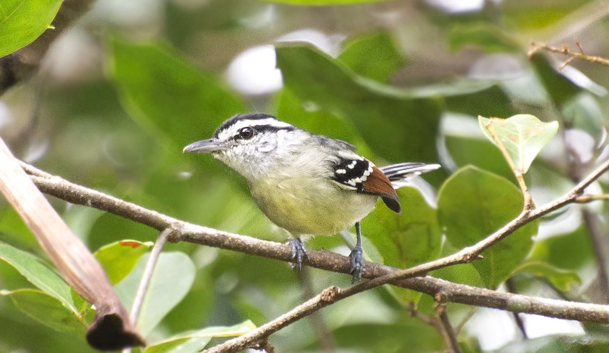 Rusty-winged Antwren - ML637994104