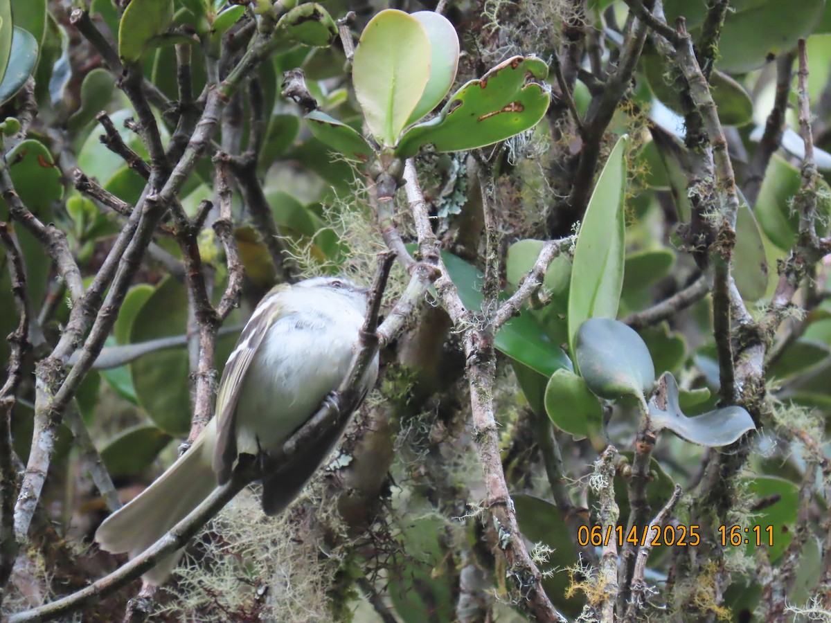 White-banded Tyrannulet - ML637994110