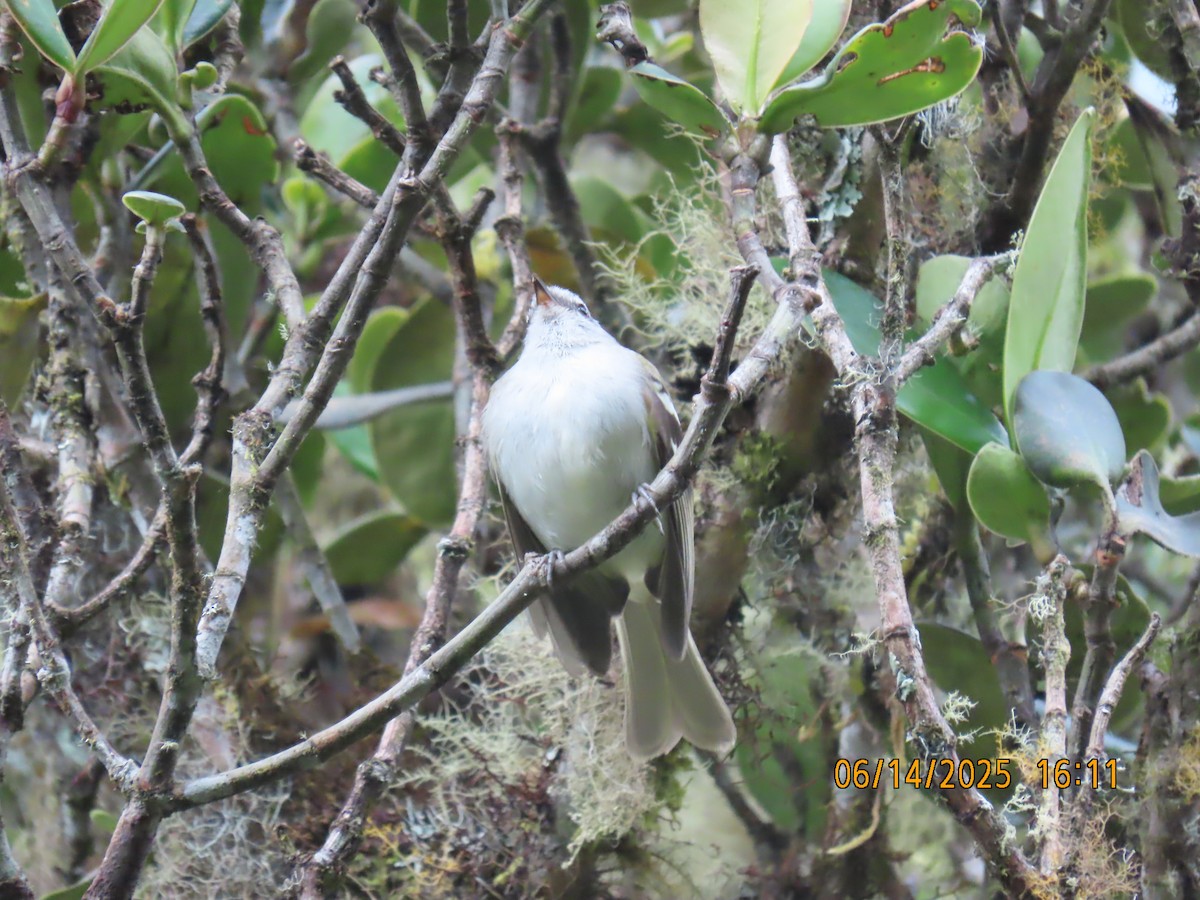 White-banded Tyrannulet - ML637994115