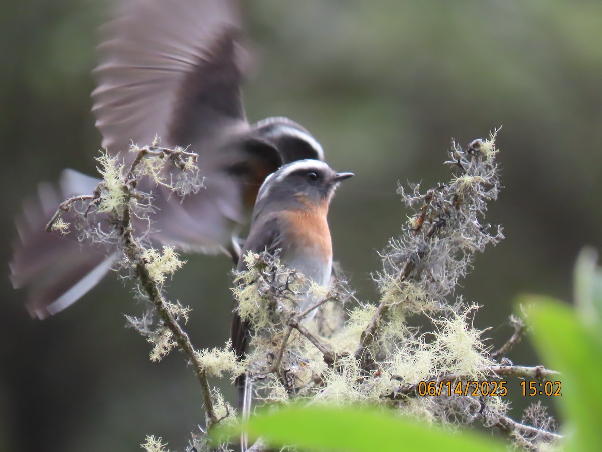 Rufous-breasted Chat-Tyrant - ML637994125