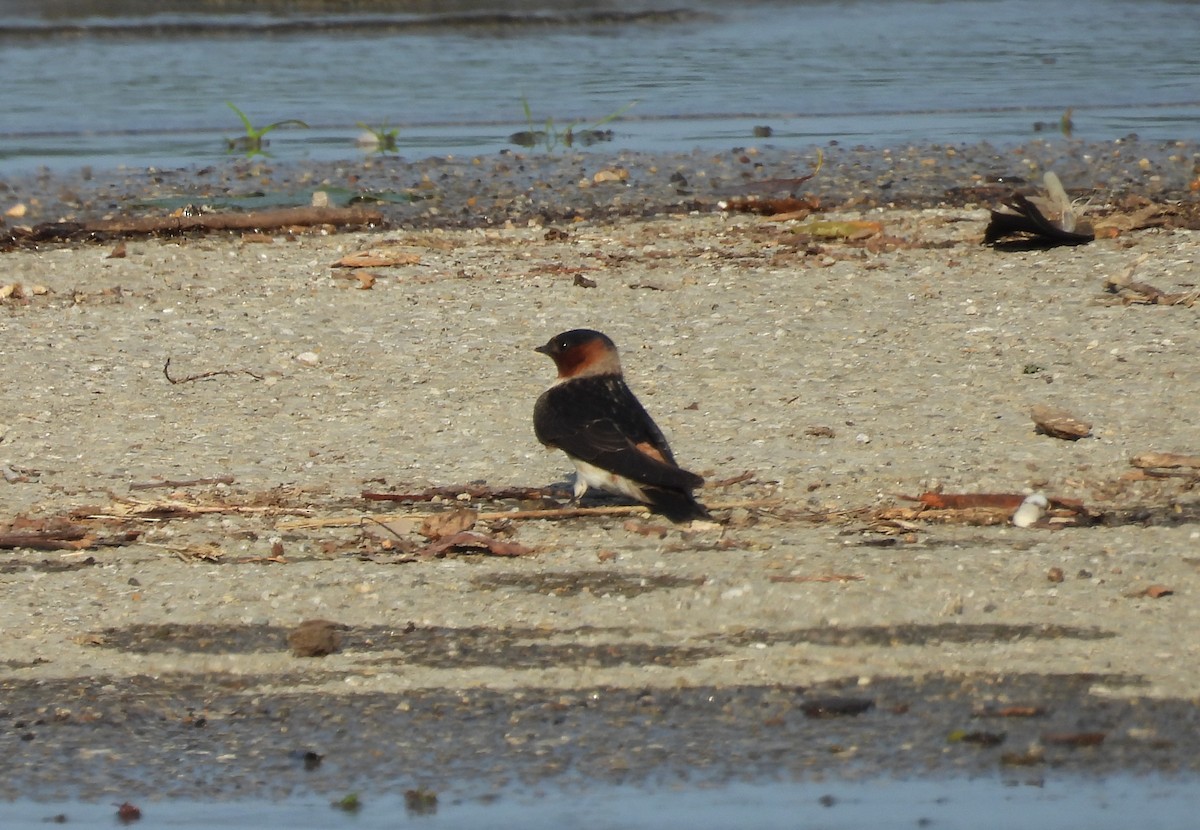 Cliff Swallow - ML637994129