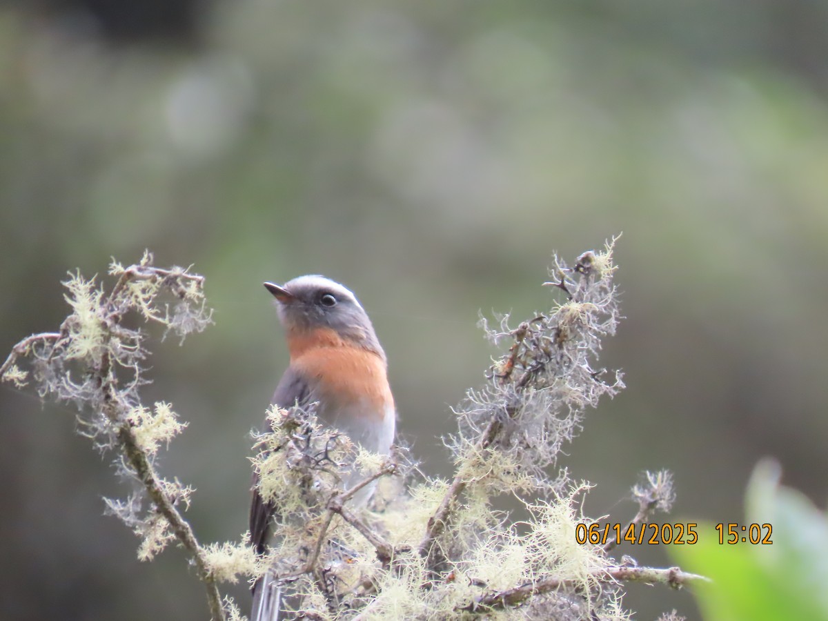 Rufous-breasted Chat-Tyrant - ML637994139