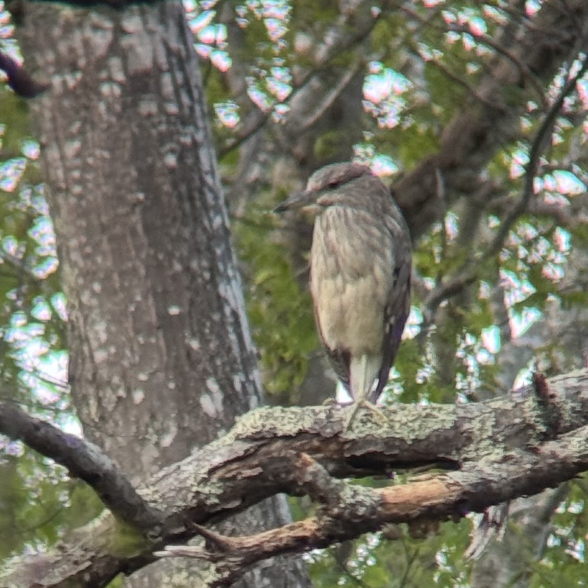 夜鷺 - ML637994142