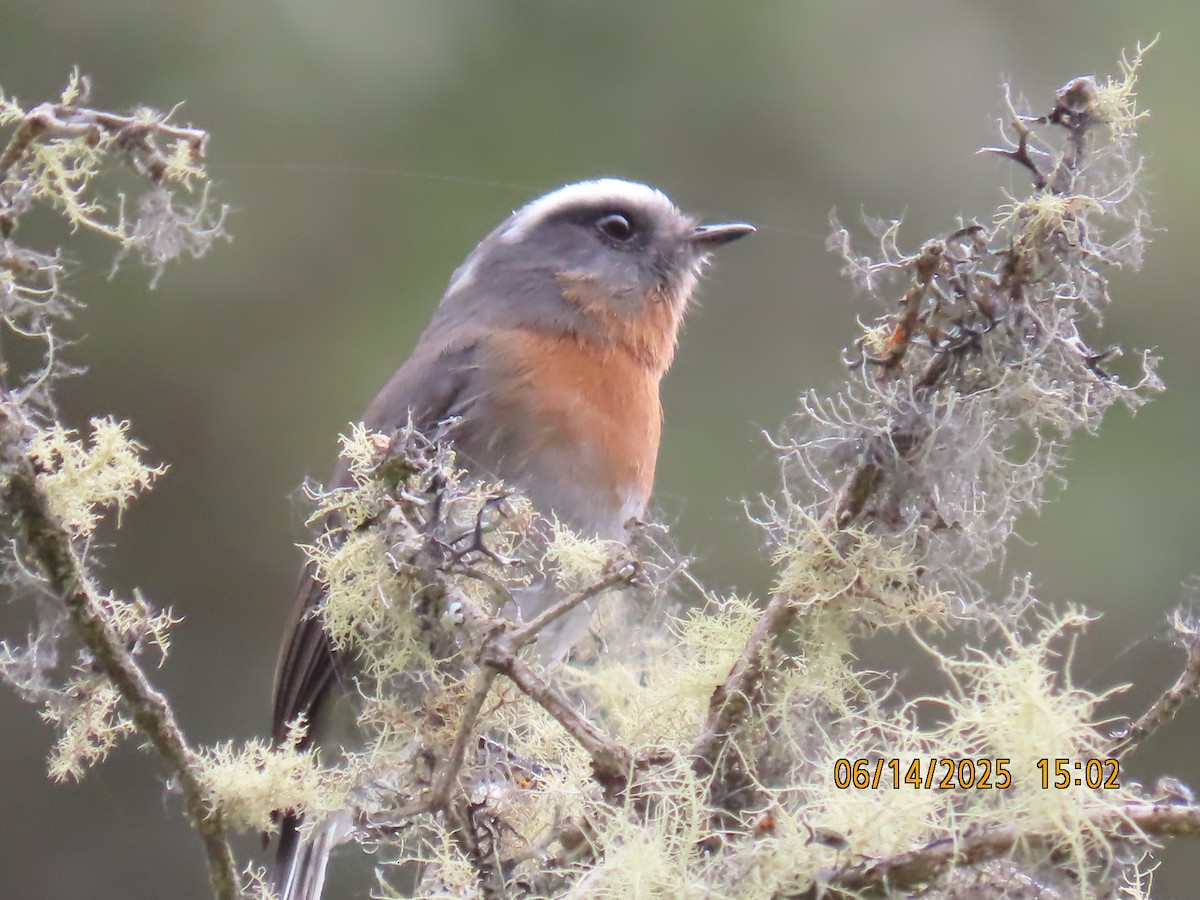 Rufous-breasted Chat-Tyrant - ML637994147