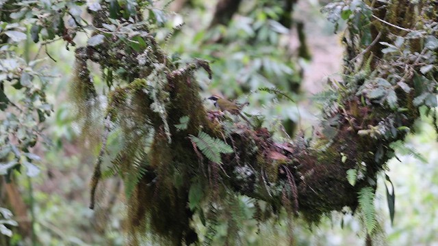 Collared Towhee - ML637994189