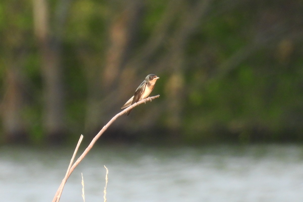 Barn Swallow - ML637994190
