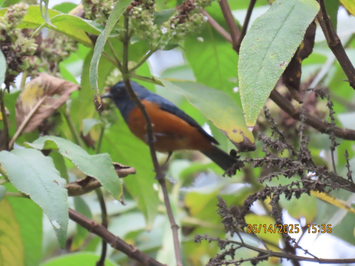 Blue-backed Conebill - ML637994211
