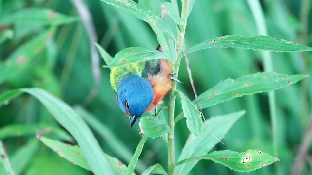 Painted Bunting - ML637994212
