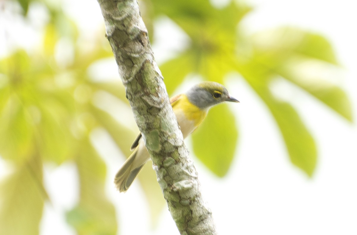 Green-backed Becard - ML637994221