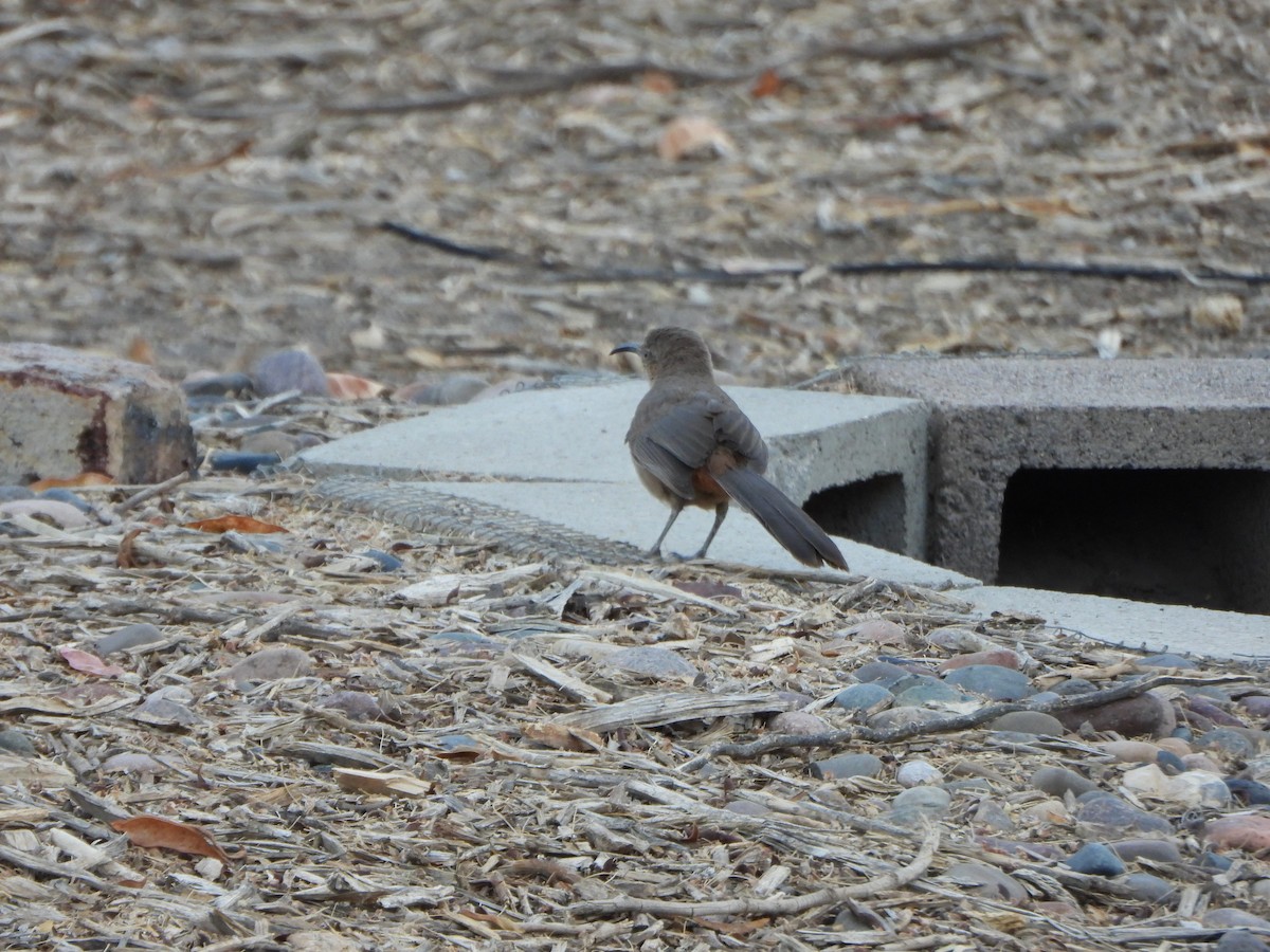 Crissal Thrasher - ML637994280