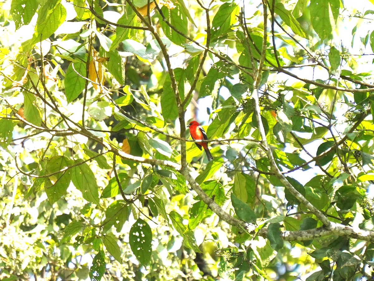 White-winged Tanager - ML637994323