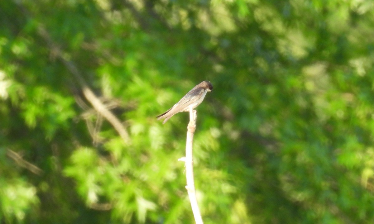 Tree Swallow - ML637994329