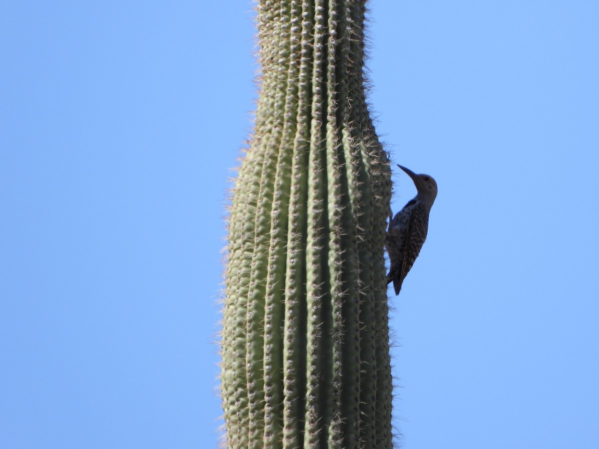 Gilded Flicker - ML637994336