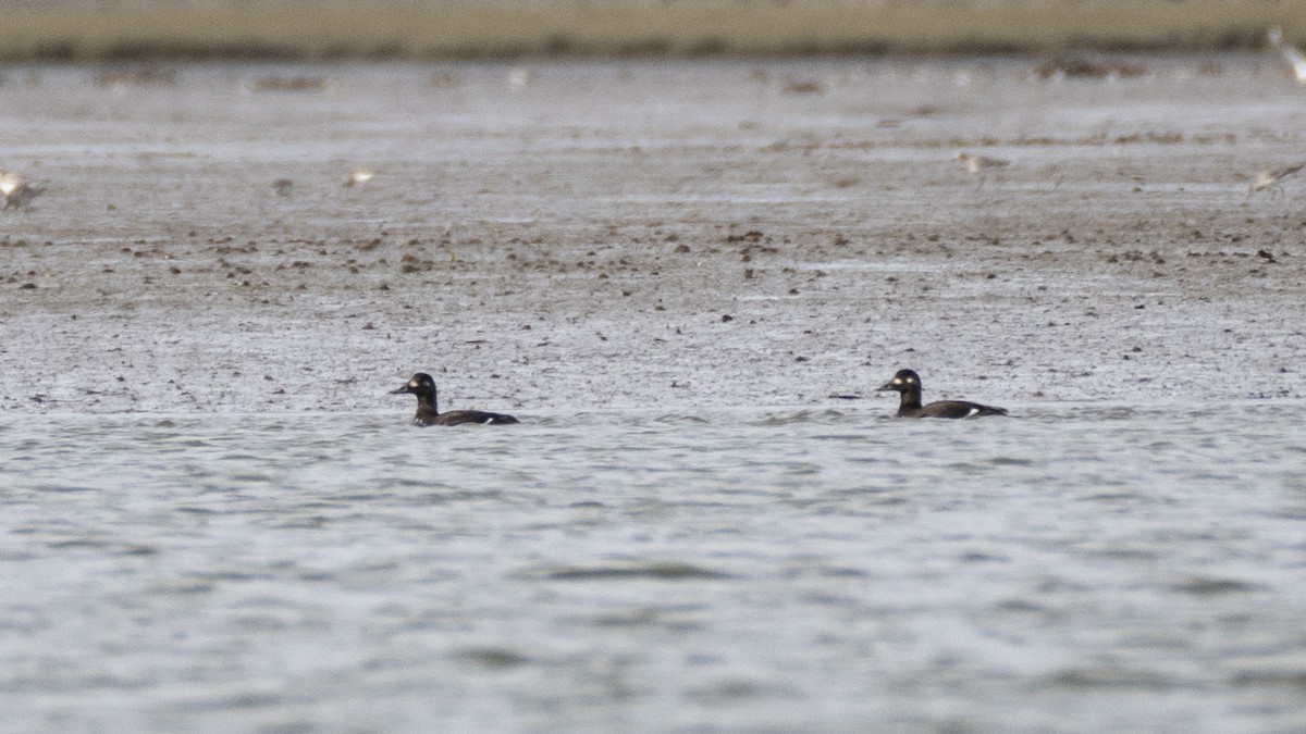 Velvet Scoter - ML637994340