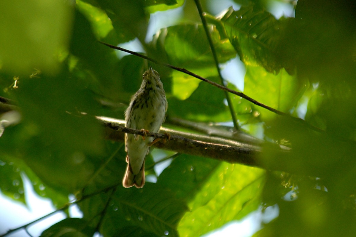 Blackpoll Warbler - ML637994353
