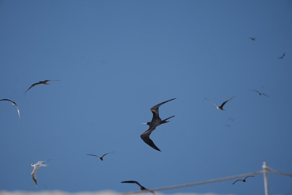 Bindenfregattvogel - ML637994402