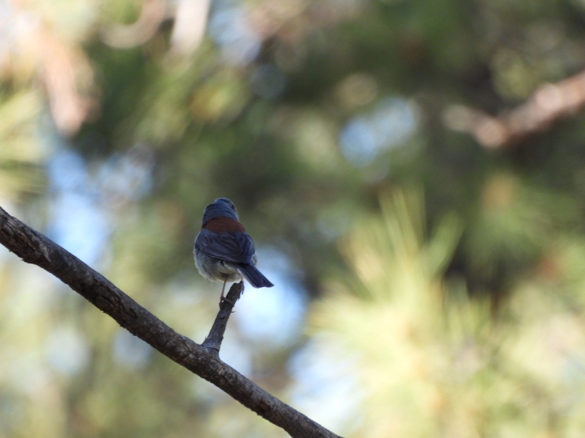 Dark-eyed Junco (Red-backed) - ML637994409