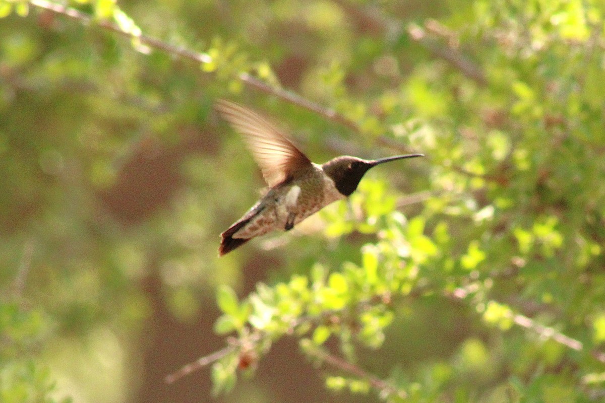 Colibri à gorge noire - ML637994454
