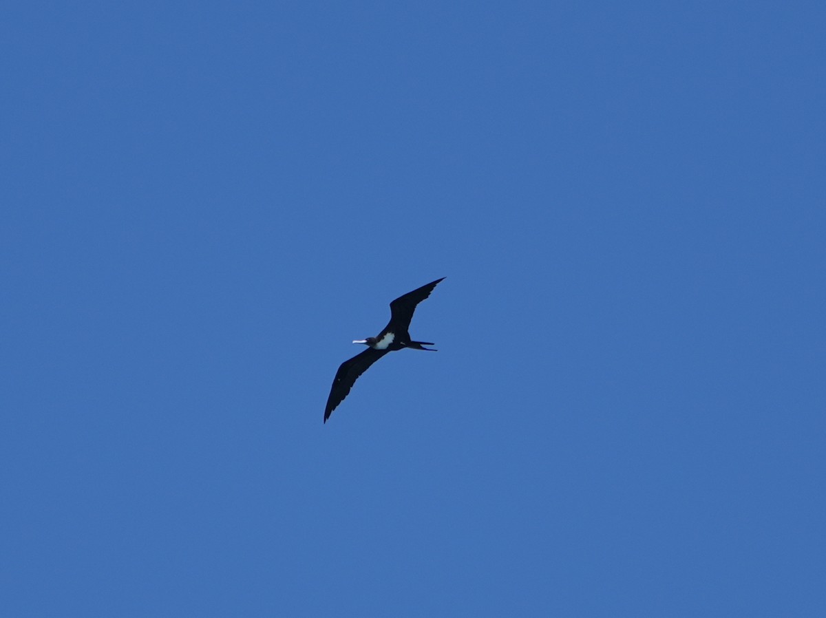 Bindenfregattvogel - ML637994456