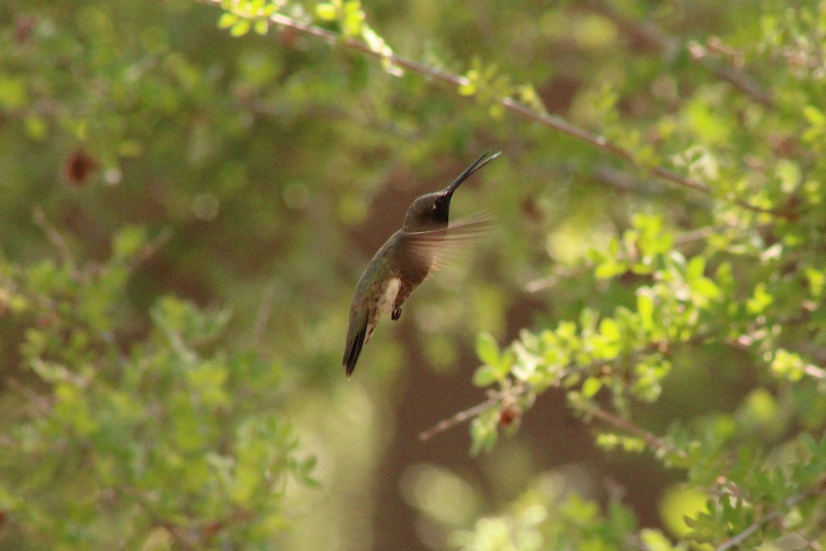 Colibri à gorge noire - ML637994457
