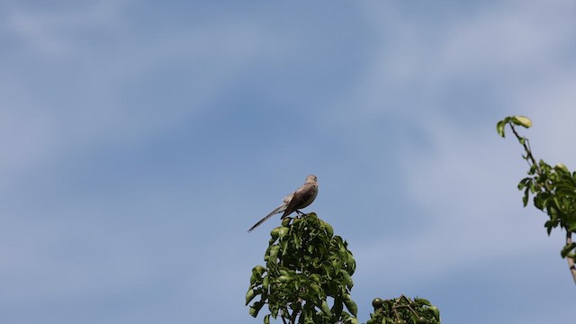 Tropical Mockingbird - ML637994523