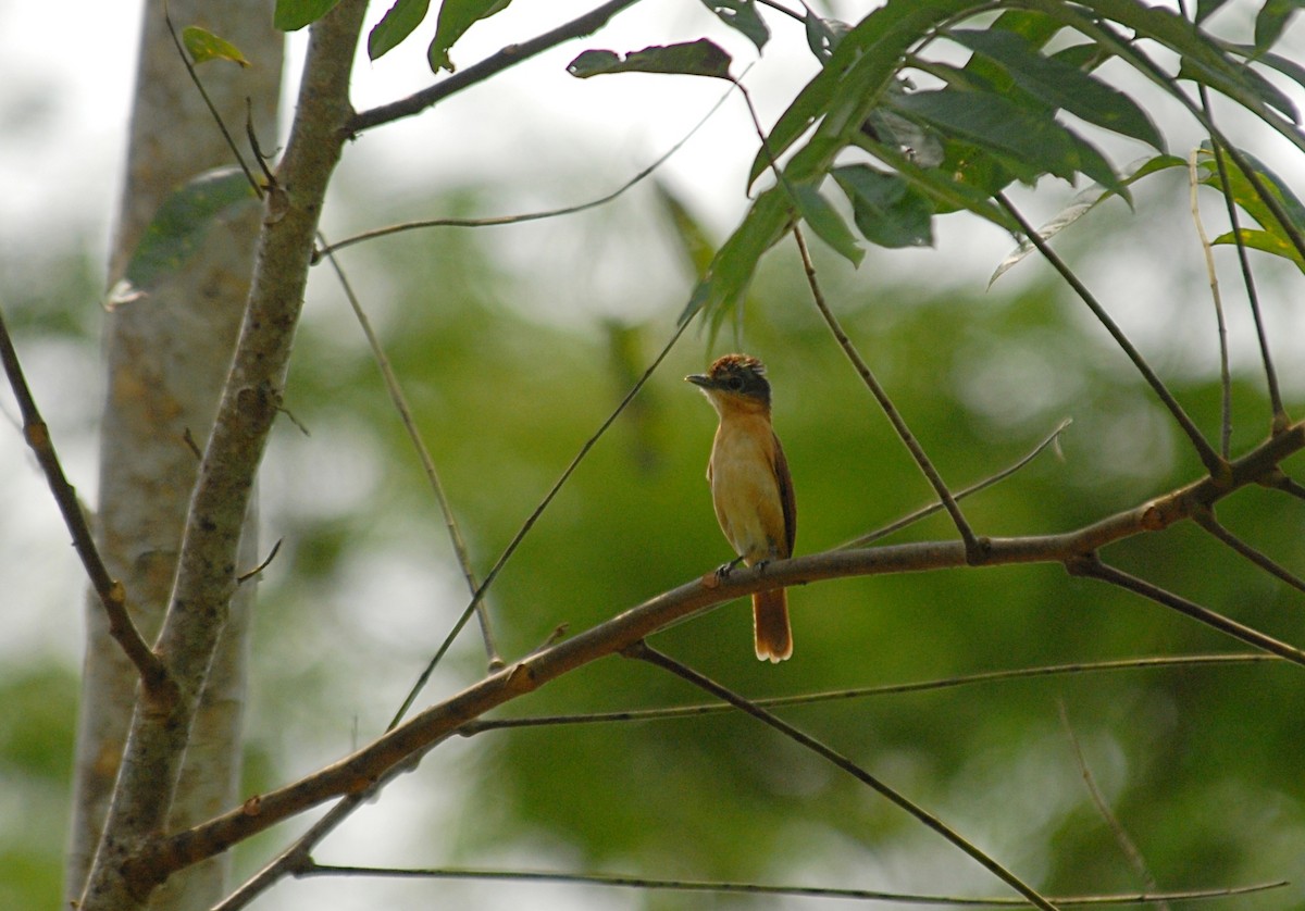 Chestnut-crowned Becard - ML637994524