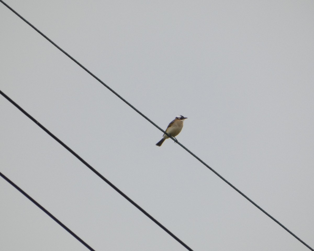 Китайский бюльбюль - ML637994539