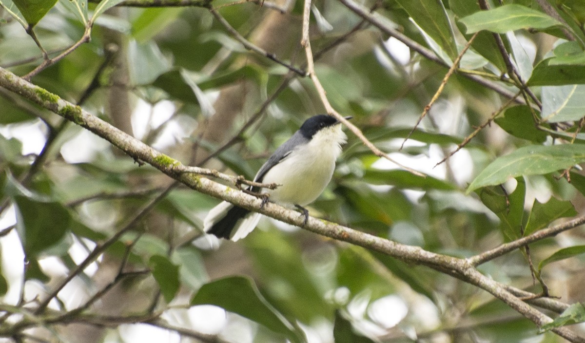 Tropical Gnatcatcher (atricapilla) - ML637994574