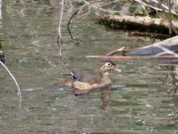 Canard branchu - ML637994581