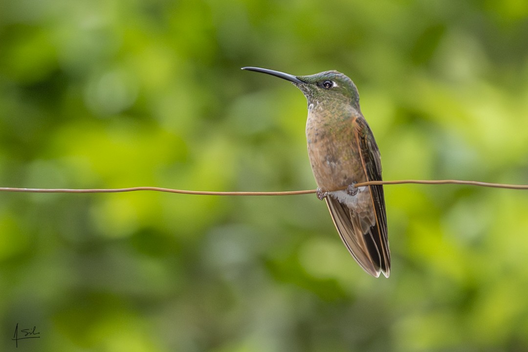 Fawn-breasted Brilliant - ML637994593