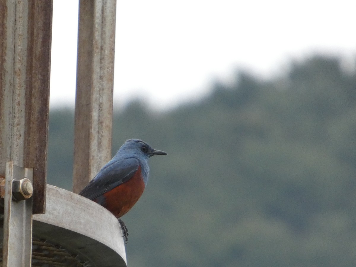 Синий каменный дрозд (philippensis) - ML637994606